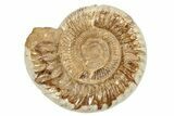 Jurassic Ammonite (Perisphinctes) - Madagascar #229522-1